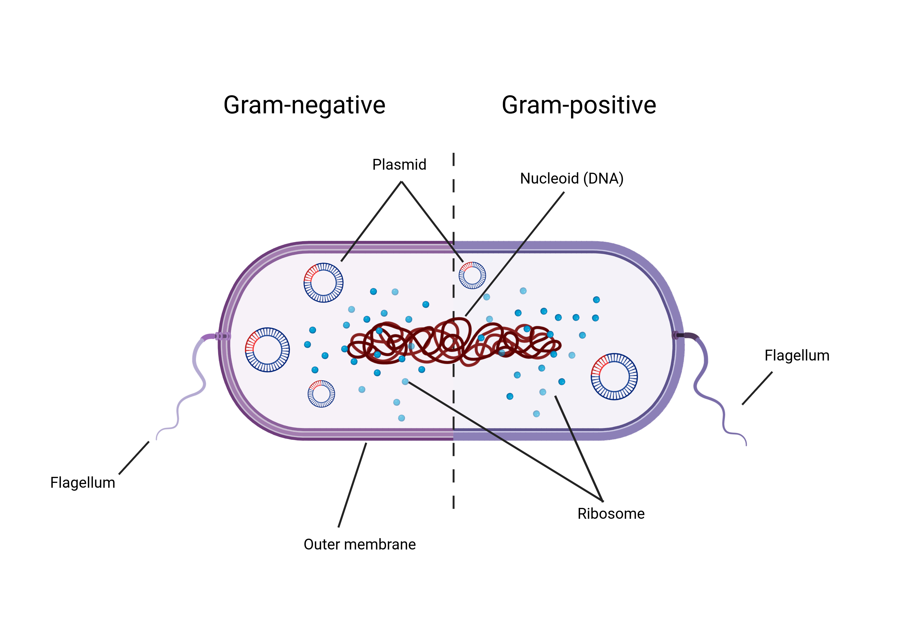 Figure depicting the general structure of a bacterial cell. The bacterial cell is split in half with common features of gram-negative bacteria on the left side and common features of gram-positive bacteria on the right side. Common features of both, for example the nucleoid, ribosomes, flagellum, span both sides of the bacterial cell.