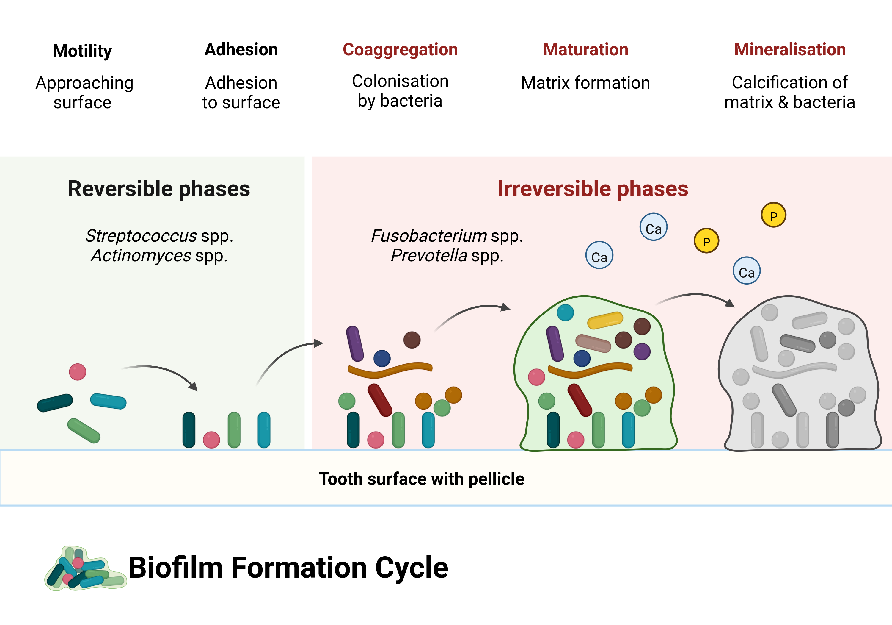 Overview of biofilm formation progressing through multiple stages, including motility, adhesion, coaggregation, maturation, and mineralisation.